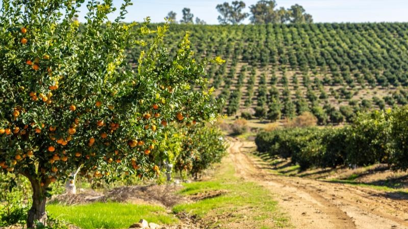 citriaforo|LOGO-CITRIAFORO-GO|citriaforo|citriaforo|FEADER-MAPA-PNDR_vertical